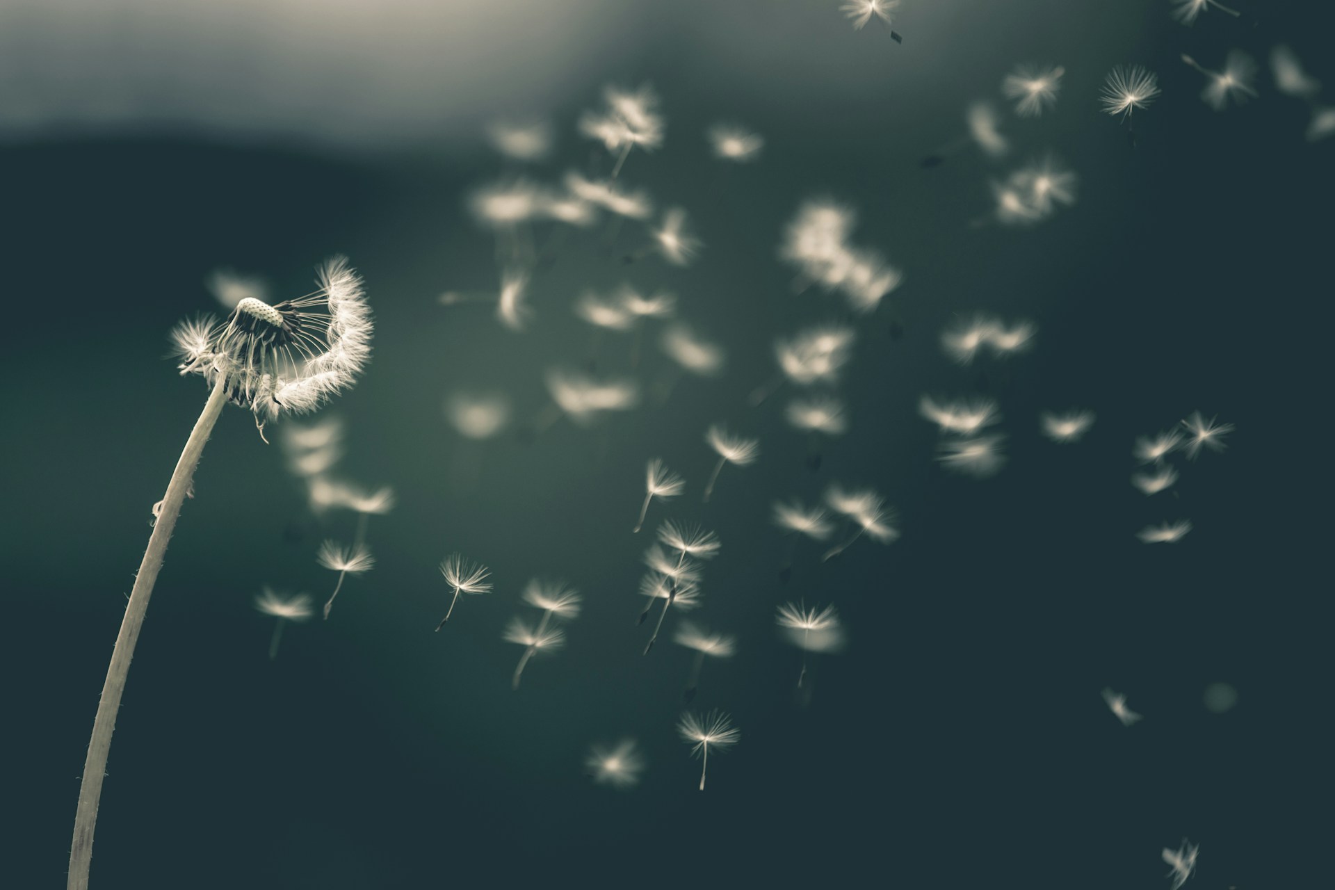 image of a dandelion and its petals floating in the breeze
