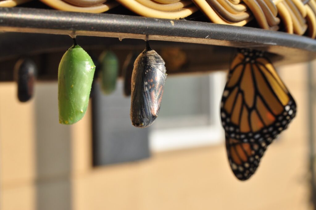 image of a butterfly transition | Corporate Business Solutions