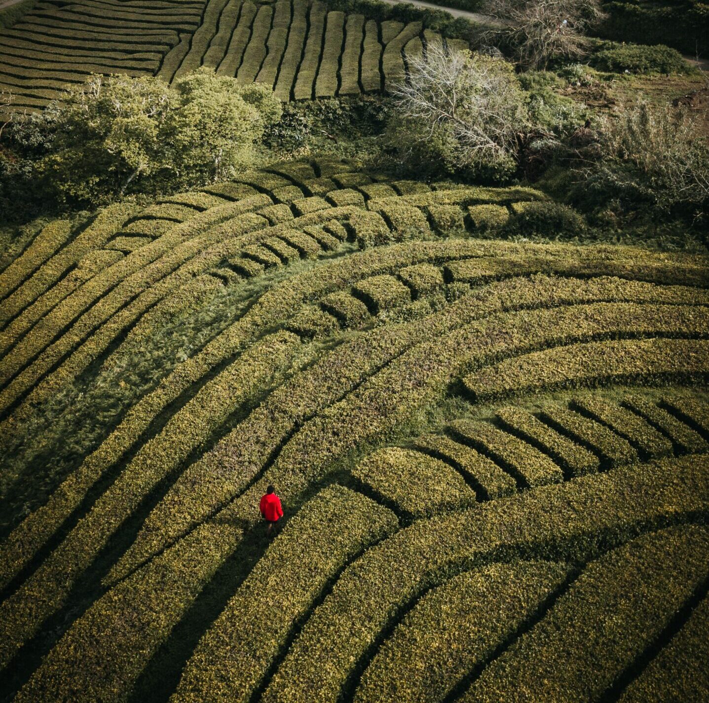 s/4hana : person walking in a red jacket through a field