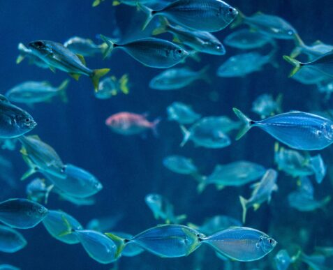 school of fish | Aaron Burden, Unsplash