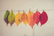 Chris Lawton, Unsplash [image of changing leaves]