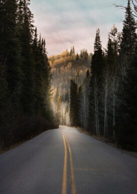 photograph of a highway road in a forest area; SAP consulting benefits - moving forward concept