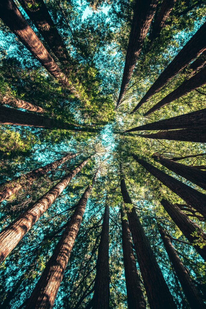 upward-looking photograph of forest trees - business lifecycle/identity management concept