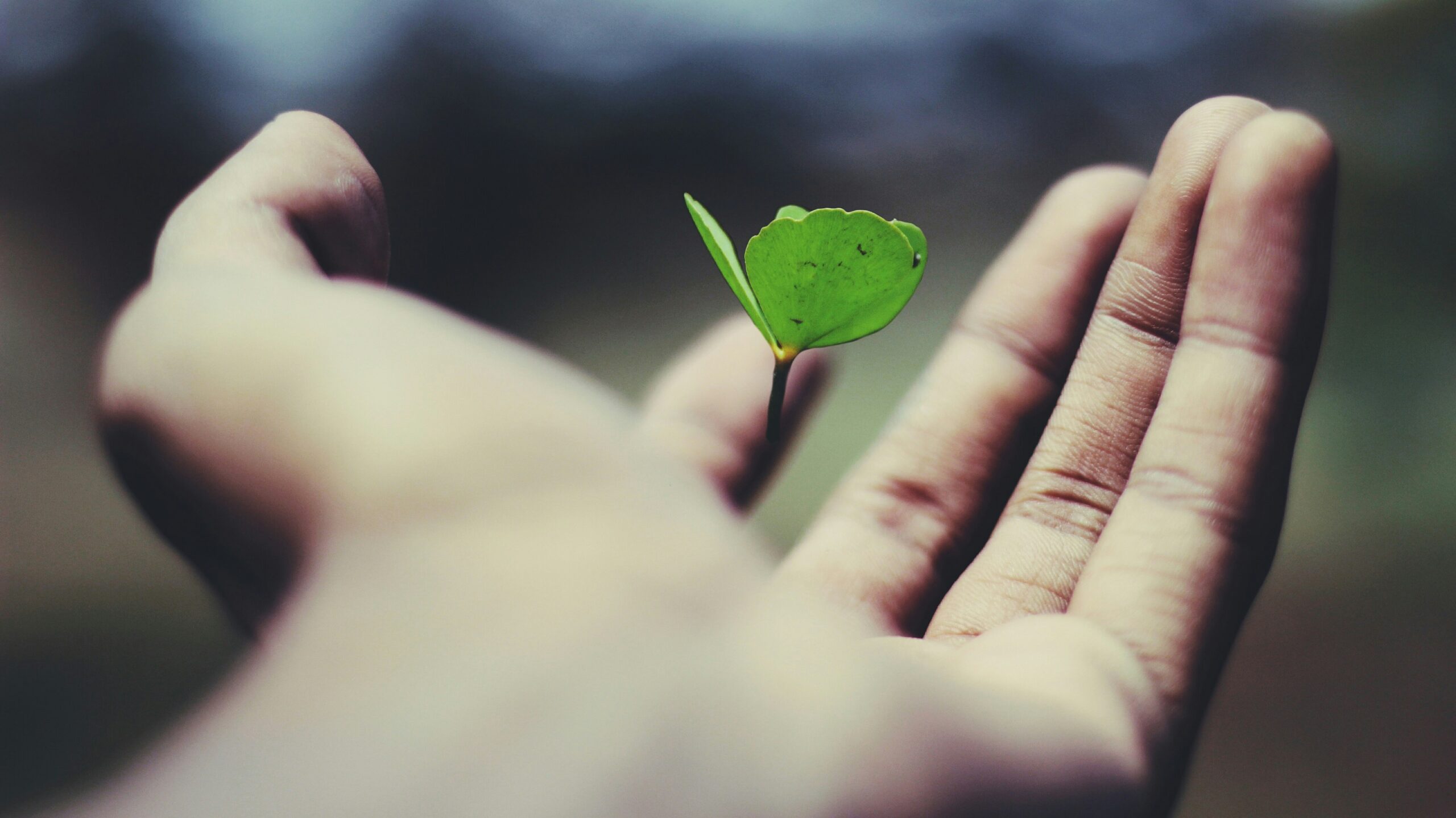photograph of a human holding a small green plant in their palm; finance in life sciences concept
