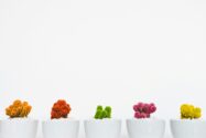a photo of colorful small cacti plants in white pots standing next to each other in front of a white background. integration concept