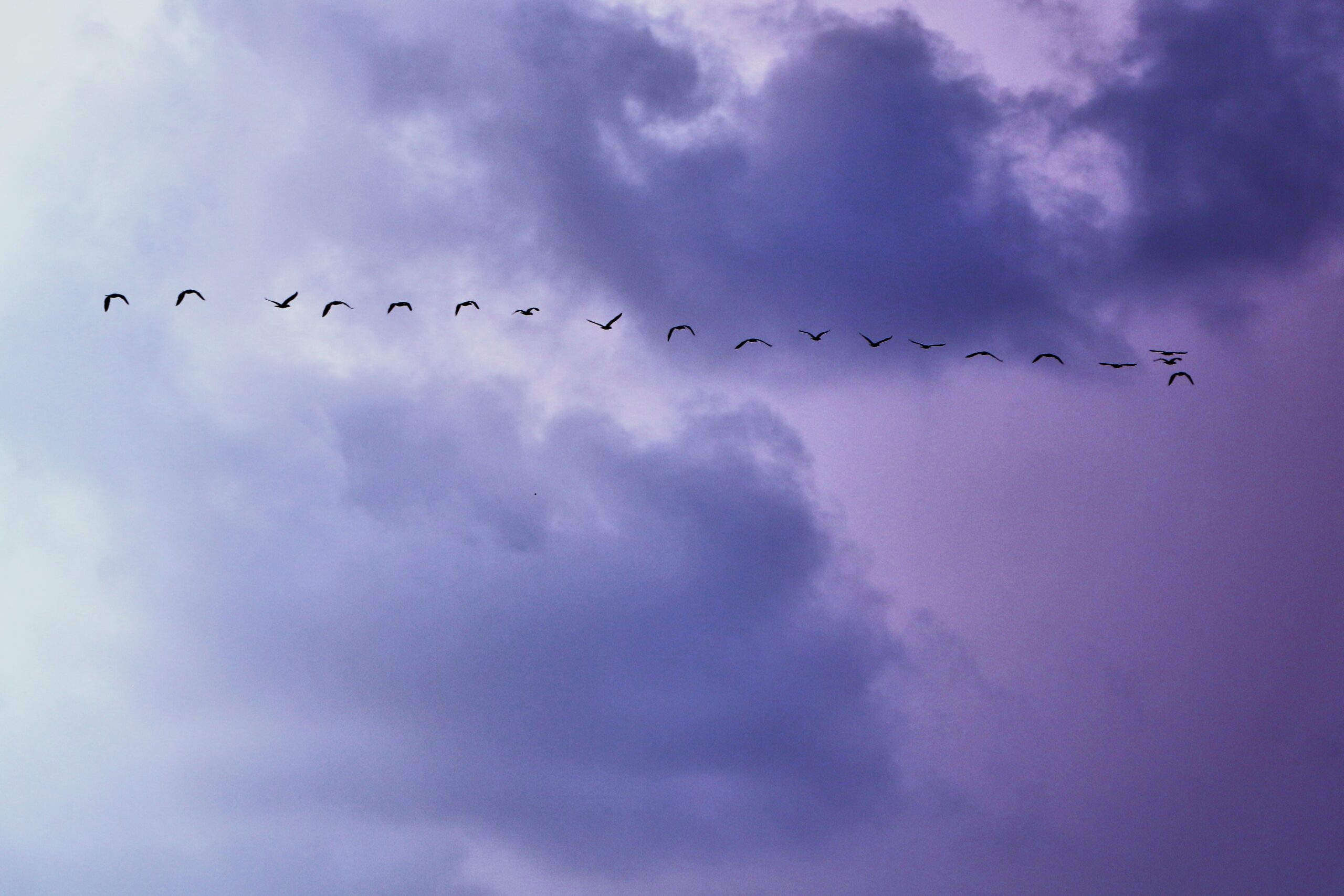 photograph of a purple sky with clouds and birds flying, cloud migration concept