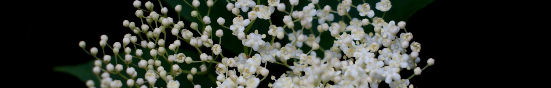 Image of Elderflower plant | 4hana SNP