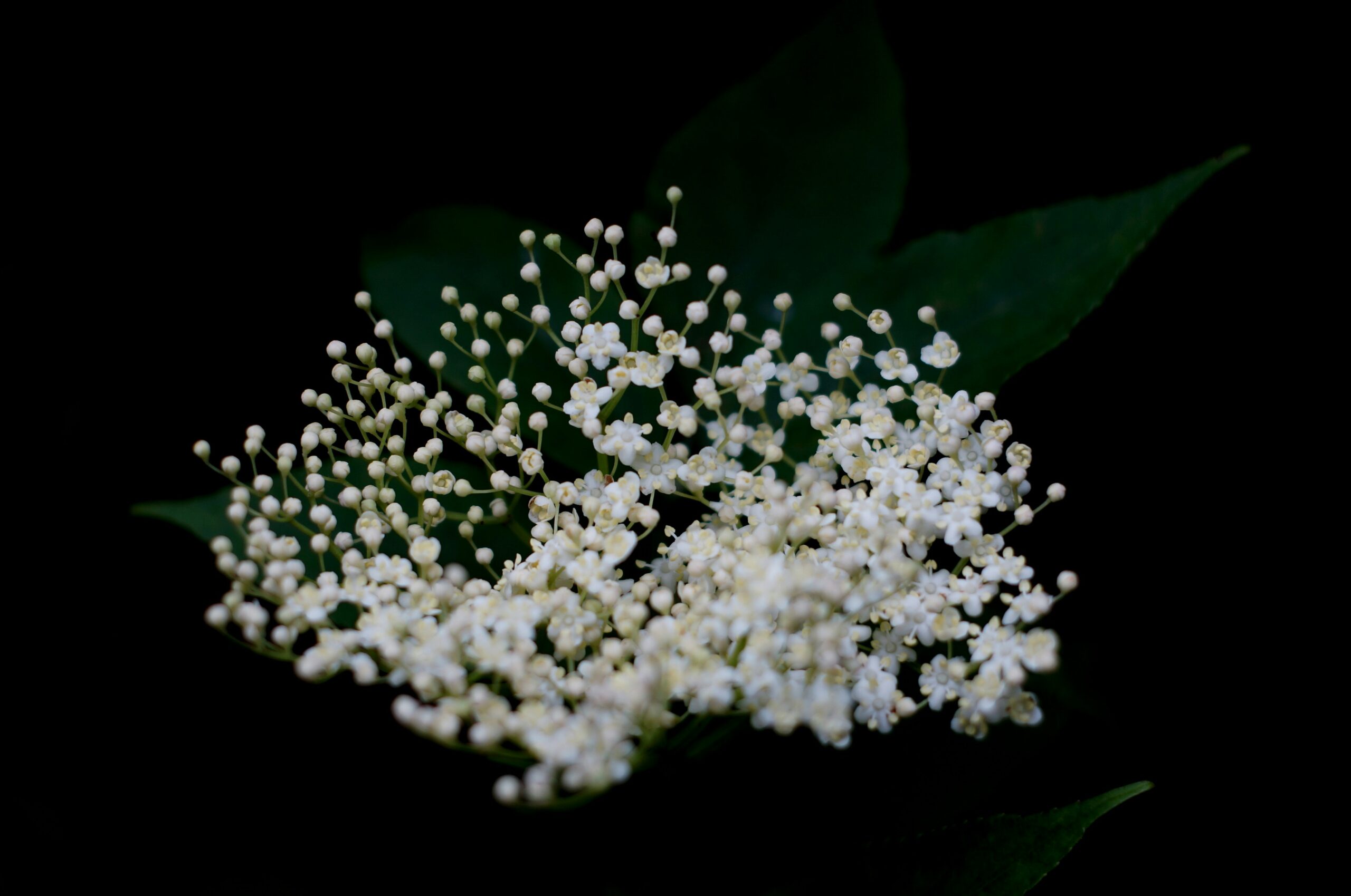 Image of Elderflower plant | 4hana SNP