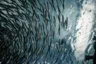 image of a school of fish in the sea | Control-M Process