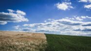 Image of a half brown, half green field, with a bright blue sky | SNP Bluefield