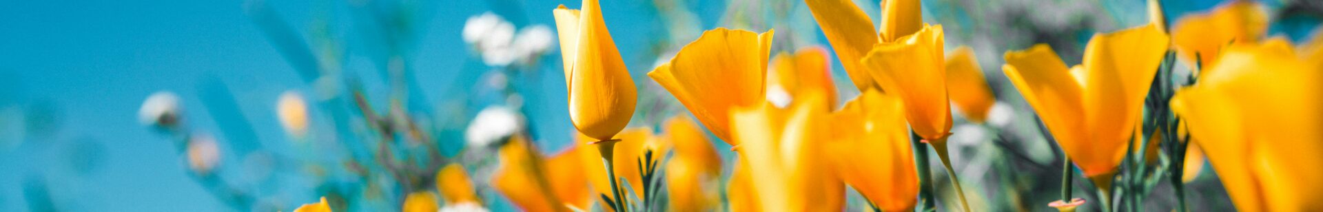 Image of a field of orange and white wildflowers | Groupe Rocher Boomi Integration