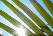 sun shines through the leaves of a palm tree | SIOS Technology Corp.'s solution for HA in SAP HANA