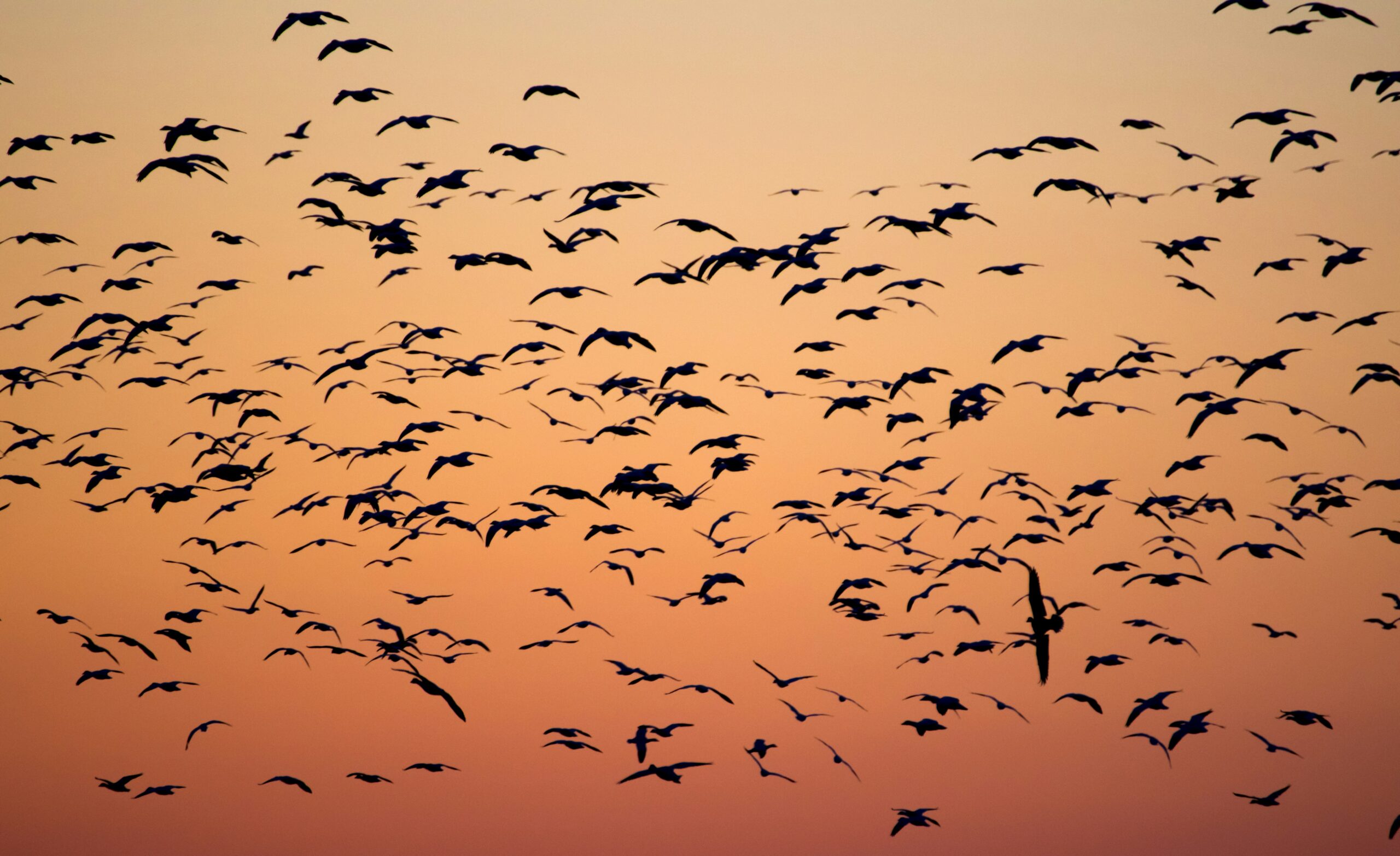 photo of birds migrating during sunset | SAP S/4HANA migration with Lemongrass Cloud