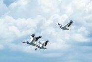 three birds flying in a cloudy sky | SAP change management solutions from REALTECH