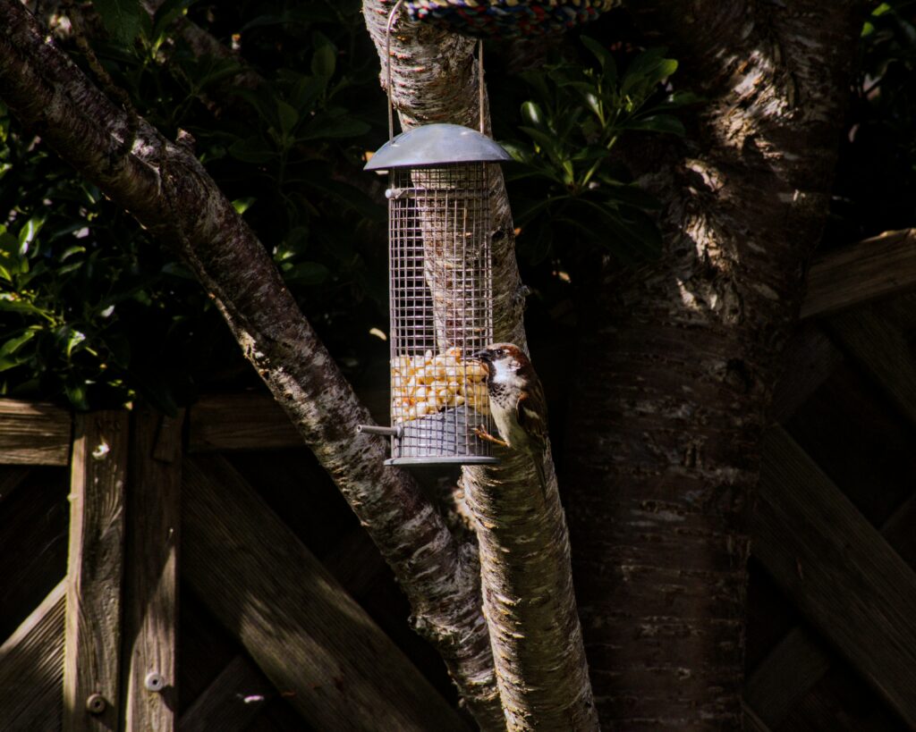 a-bird-is-eating-seeds-from-a-feeder_SAP Cloud ALM