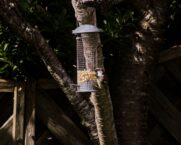 a-bird-is-eating-seeds-from-a-feeder_SAP Cloud ALM